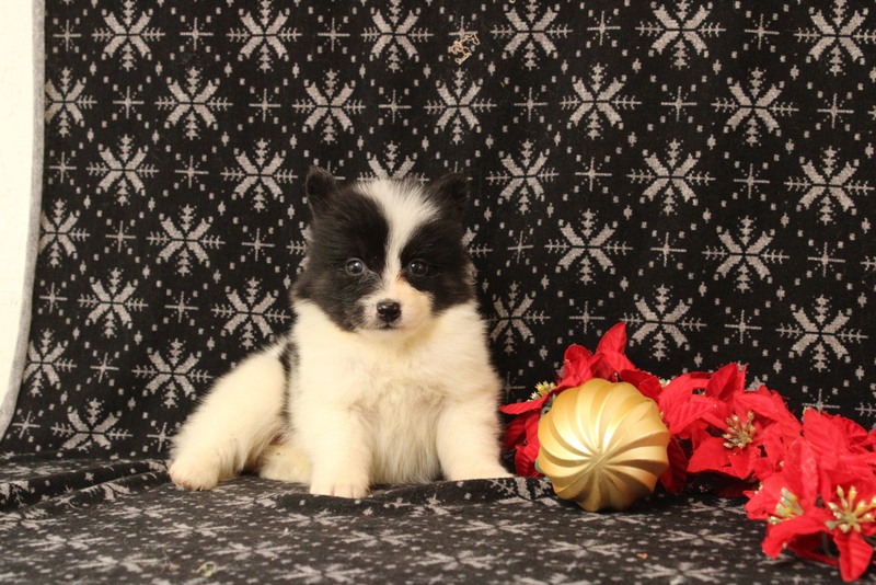 puppy, for, sale, Pomsky, Matthew B. Stoltzfus, dog, breeder, Gap, PA, dog-breeder, puppy-for-sale, forsale, nearby, find, puppyfind, locator, puppylocator, aca